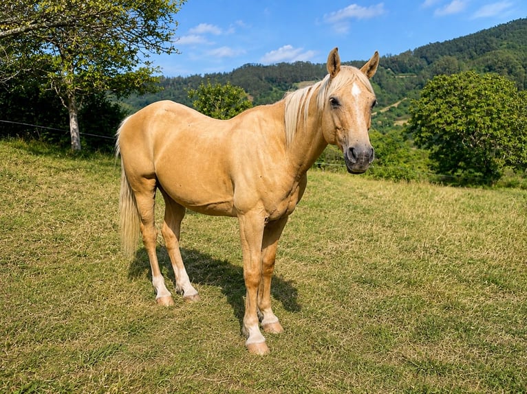 American Quarter Horse Mix Wallach 18 Jahre 151 cm Palomino in Asturias