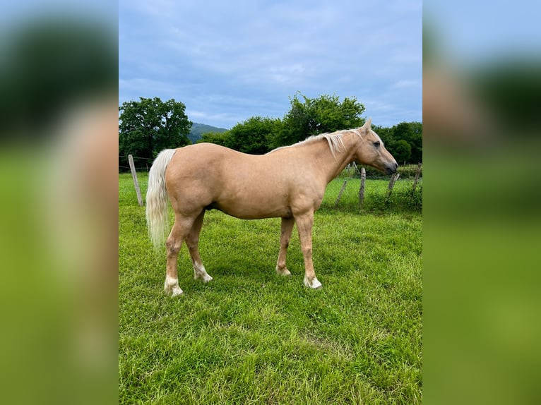 American Quarter Horse Mix Wallach 18 Jahre 151 cm Palomino in Asturias