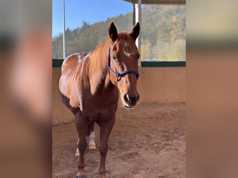 American Quarter Horse Wallach 18 Jahre 152 cm Fuchs in Eichenbühl