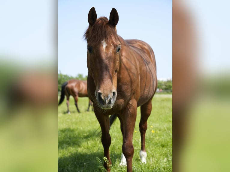 American Quarter Horse Wallach 18 Jahre 152 cm Fuchs in Holzgerlingen