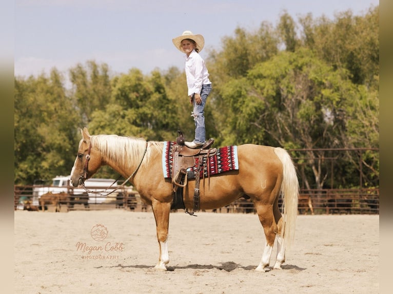 American Quarter Horse Wallach 18 Jahre 152 cm Palomino in Caldwell
