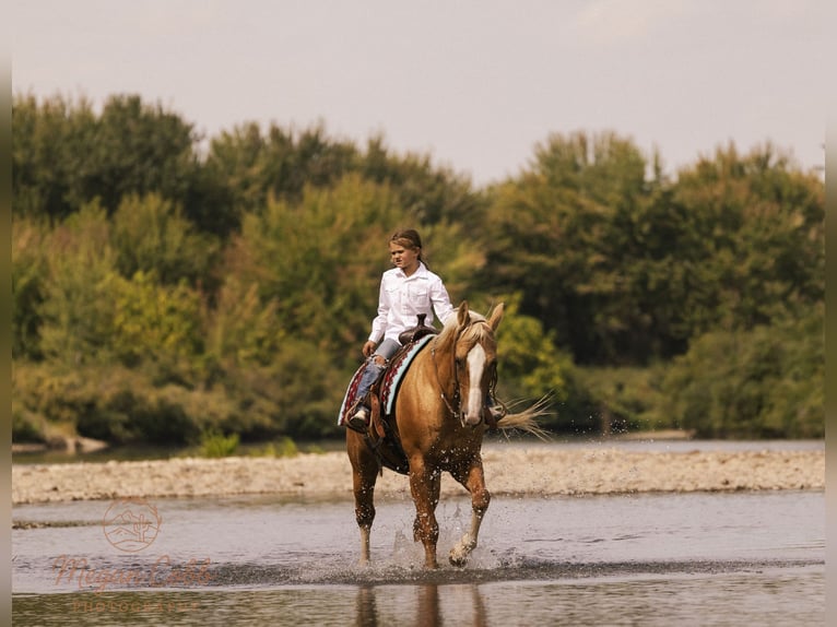 American Quarter Horse Wallach 18 Jahre 152 cm Palomino in Caldwell