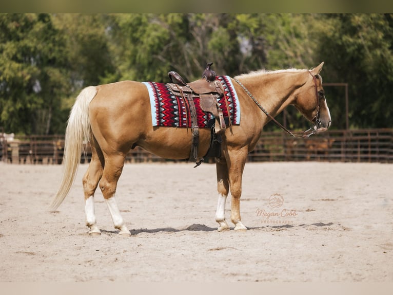 American Quarter Horse Wallach 18 Jahre 152 cm Palomino in Caldwell