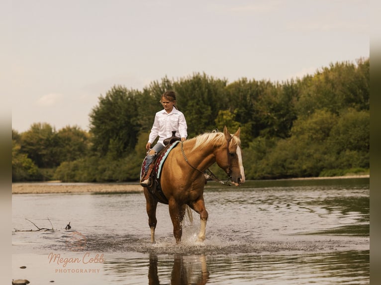 American Quarter Horse Wallach 18 Jahre 152 cm Palomino in Caldwell