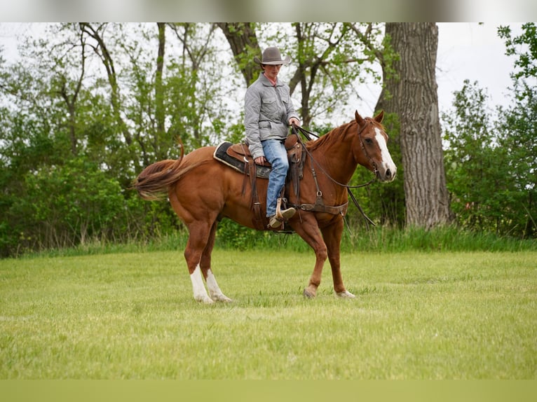 American Quarter Horse Wallach 18 Jahre 152 cm Rotfuchs in Corsica