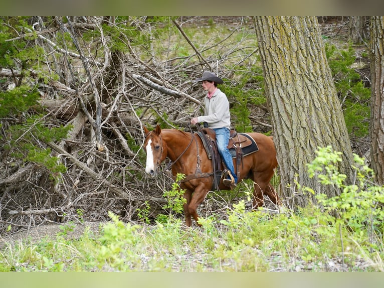 American Quarter Horse Wallach 18 Jahre 152 cm Rotfuchs in Corsica