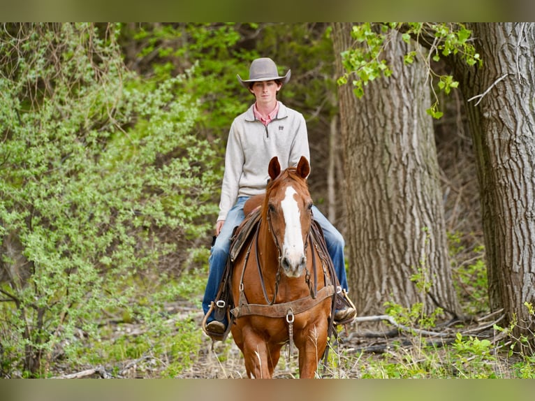 American Quarter Horse Wallach 18 Jahre 152 cm Rotfuchs in Corsica
