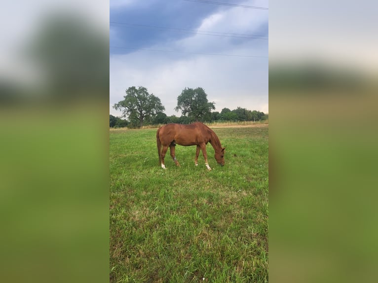 American Quarter Horse Wallach 18 Jahre 156 cm Fuchs in Bruchsal