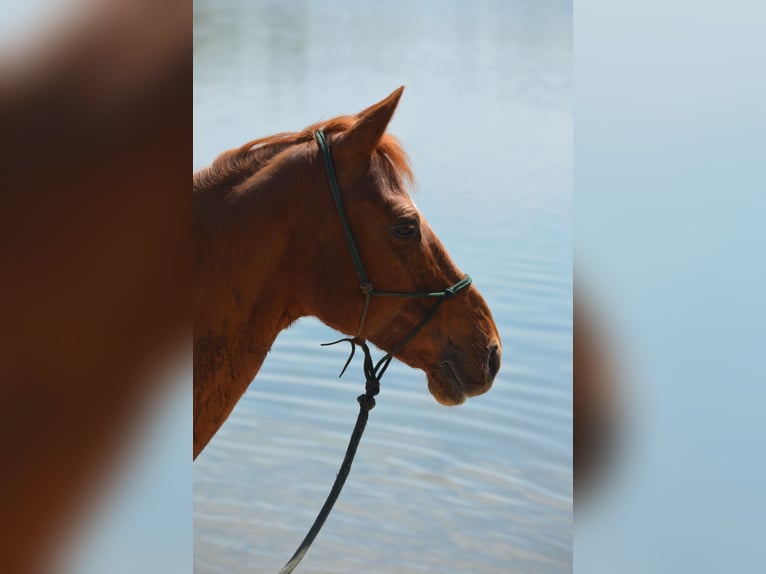 American Quarter Horse Wallach 18 Jahre 156 cm Fuchs in Bruchsal