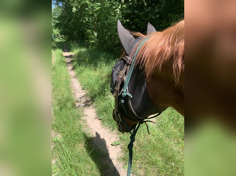 American Quarter Horse Wallach 18 Jahre 156 cm Fuchs in Bruchsal