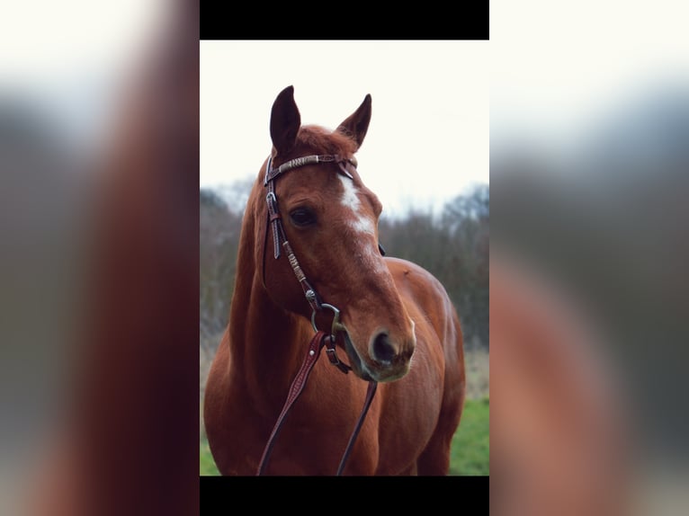 American Quarter Horse Wallach 18 Jahre 156 cm Fuchs in Bruchsal