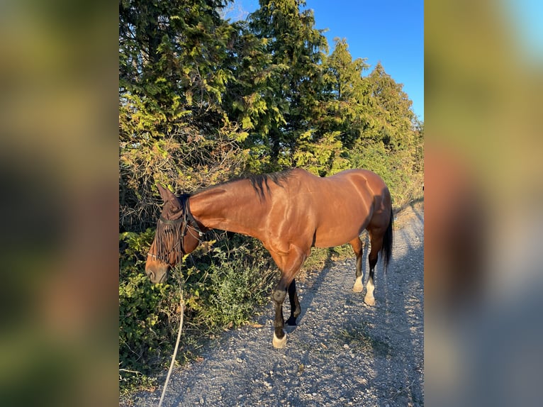 American Quarter Horse Wallach 18 Jahre 157 cm Brauner in Leobendorf