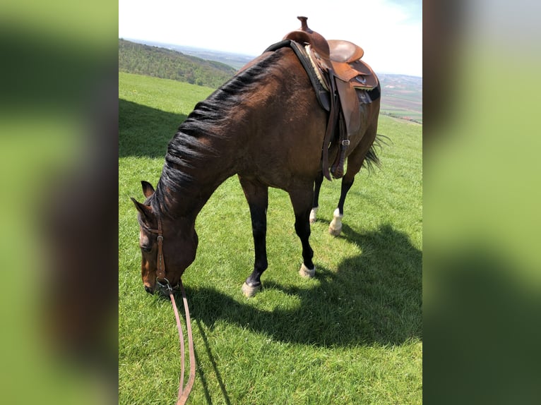 American Quarter Horse Wallach 18 Jahre 157 cm Brauner in Leobendorf