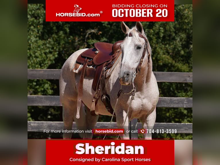 American Quarter Horse Wallach 18 Jahre 157 cm Schimmel in Clover