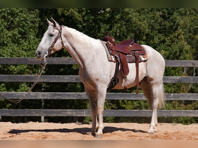 American Quarter Horse Wallach 18 Jahre 157 cm Schimmel in Clover