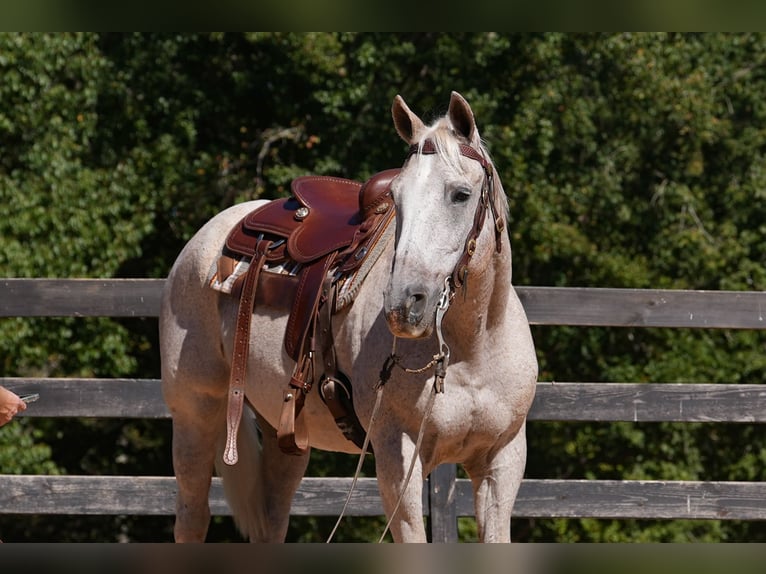 American Quarter Horse Wallach 18 Jahre 157 cm Schimmel in Clover