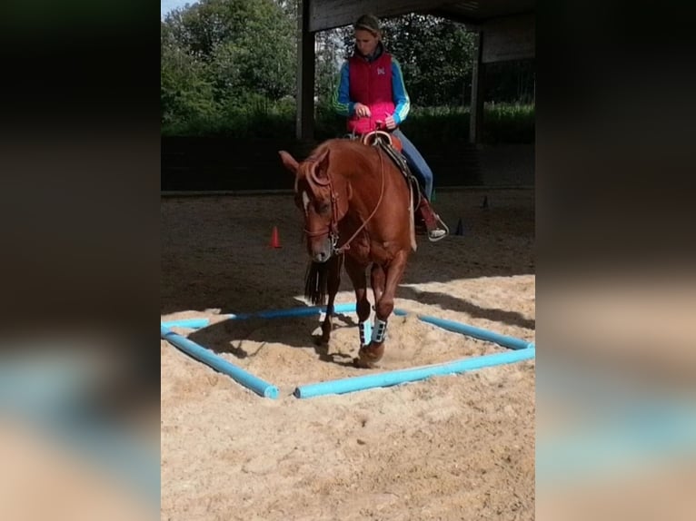 American Quarter Horse Wallach 18 Jahre 160 cm Fuchs in Grassau