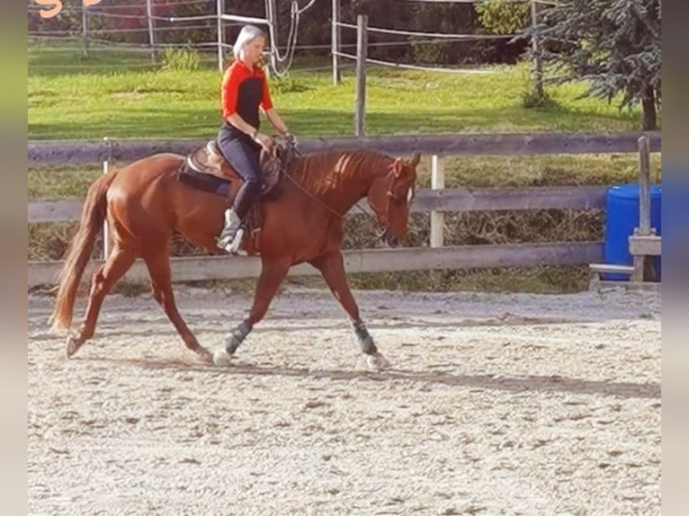 American Quarter Horse Wallach 18 Jahre 160 cm Fuchs in Grassau