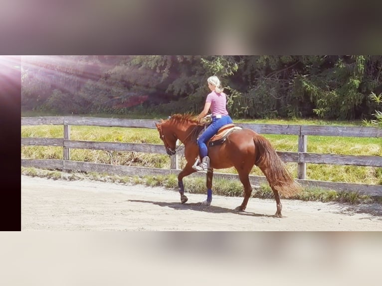 American Quarter Horse Wallach 18 Jahre 160 cm Fuchs in Grassau