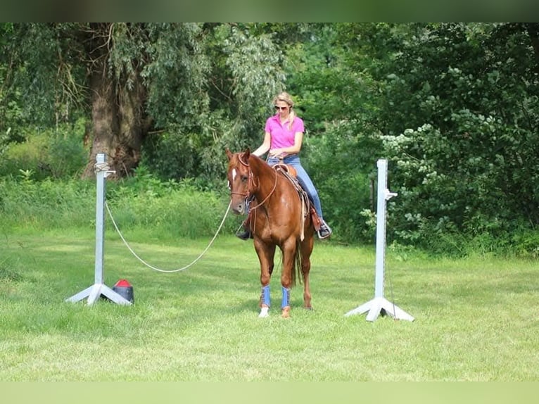 American Quarter Horse Wallach 18 Jahre 160 cm Fuchs in Grassau