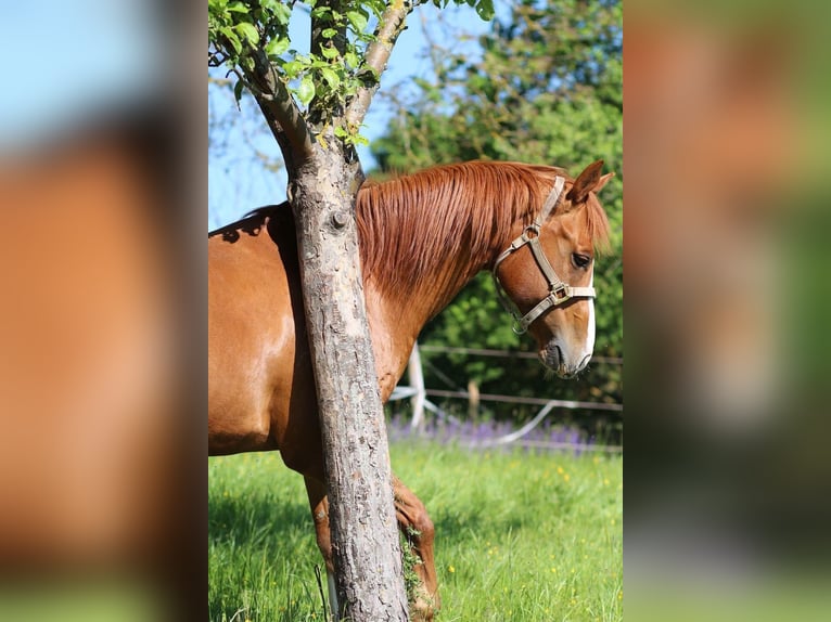 American Quarter Horse Wallach 19 Jahre 150 cm Fuchs in Geslau