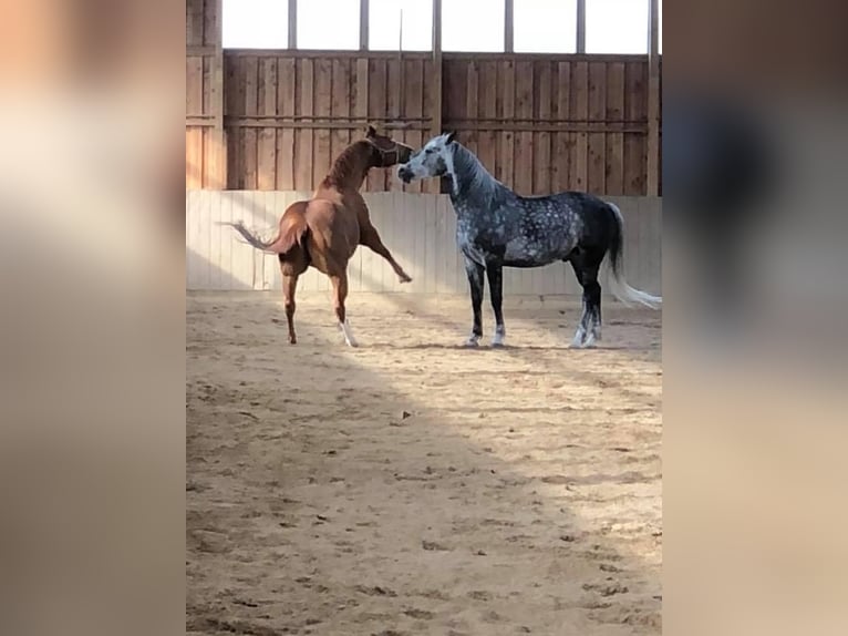 American Quarter Horse Wallach 19 Jahre 152 cm Fuchs in Geslau