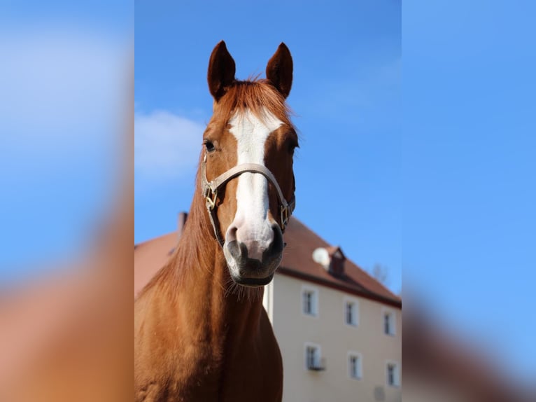 American Quarter Horse Wallach 19 Jahre 152 cm Fuchs in Geslau