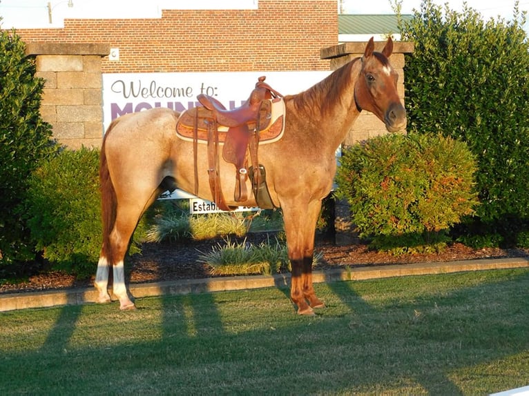 American Quarter Horse Wallach 19 Jahre 152 cm Roan-Red in Mt Hope