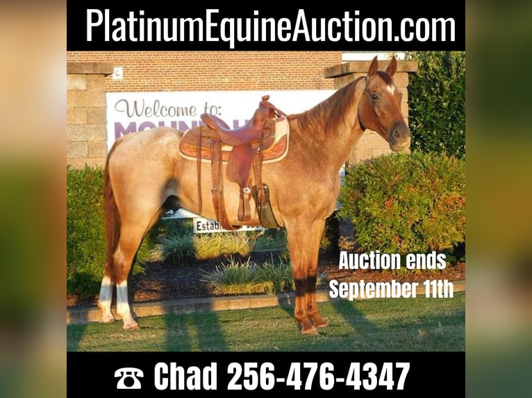American Quarter Horse Wallach 19 Jahre 152 cm Roan-Red in Mt Hope