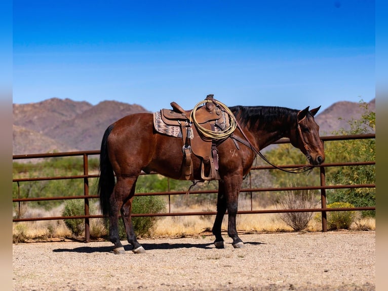 American Quarter Horse Wallach 19 Jahre 152 cm Rotbrauner in Congress