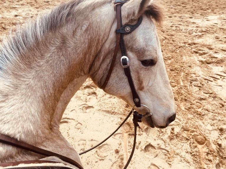 American Quarter Horse Wallach 19 Jahre 161 cm Buckskin in Harsefeld