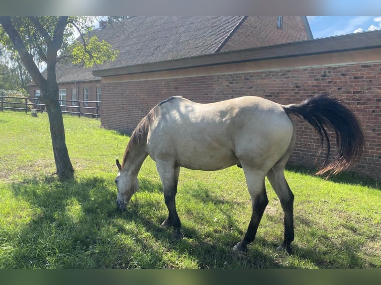 American Quarter Horse Wallach 19 Jahre 161 cm Buckskin in Harsefeld