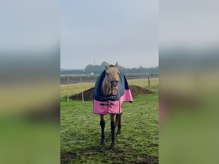 American Quarter Horse Wallach 19 Jahre 161 cm Buckskin in Harsefeld