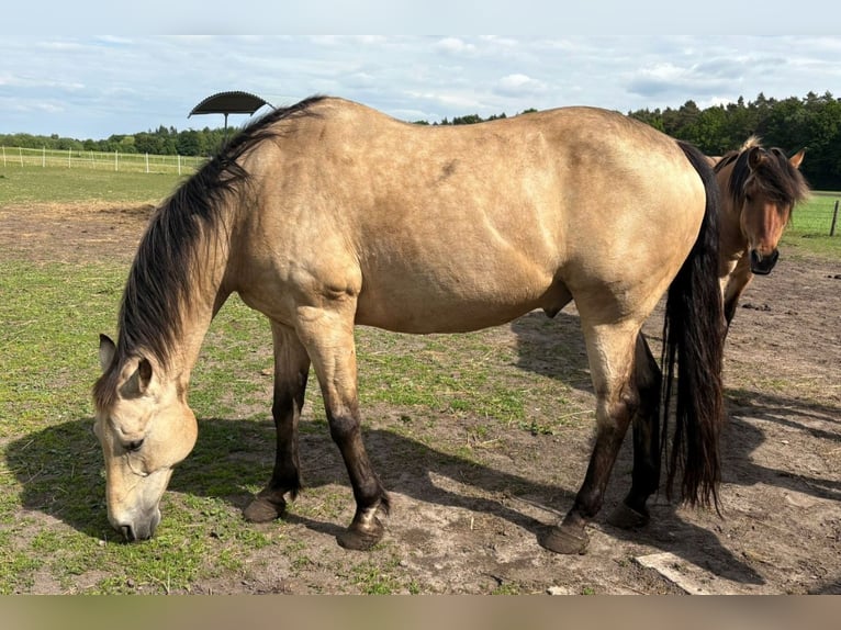 American Quarter Horse Wallach 19 Jahre 161 cm Buckskin in Harsefeld