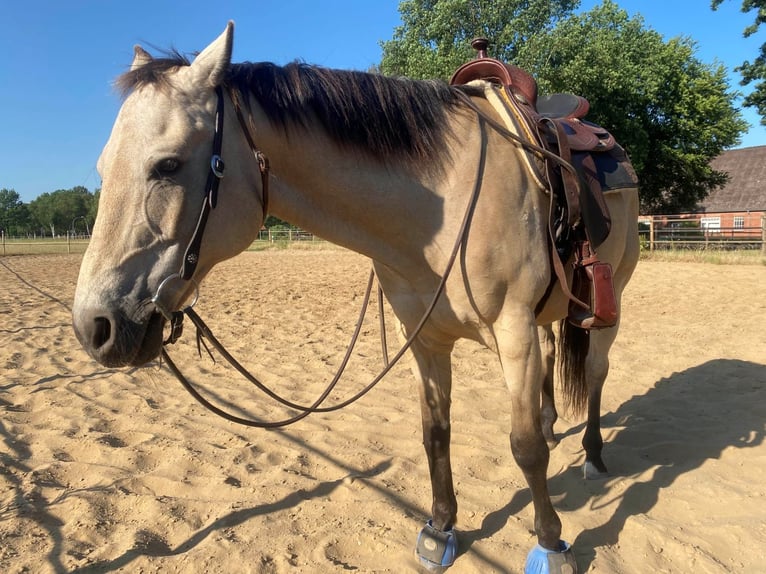 American Quarter Horse Wallach 19 Jahre 161 cm Buckskin in Harsefeld