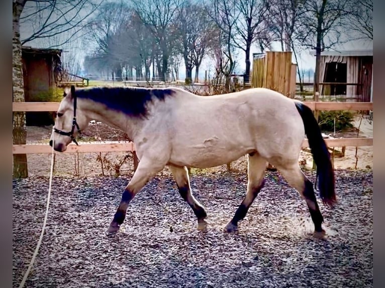 American Quarter Horse Wallach 19 Jahre 161 cm Buckskin in Harsefeld