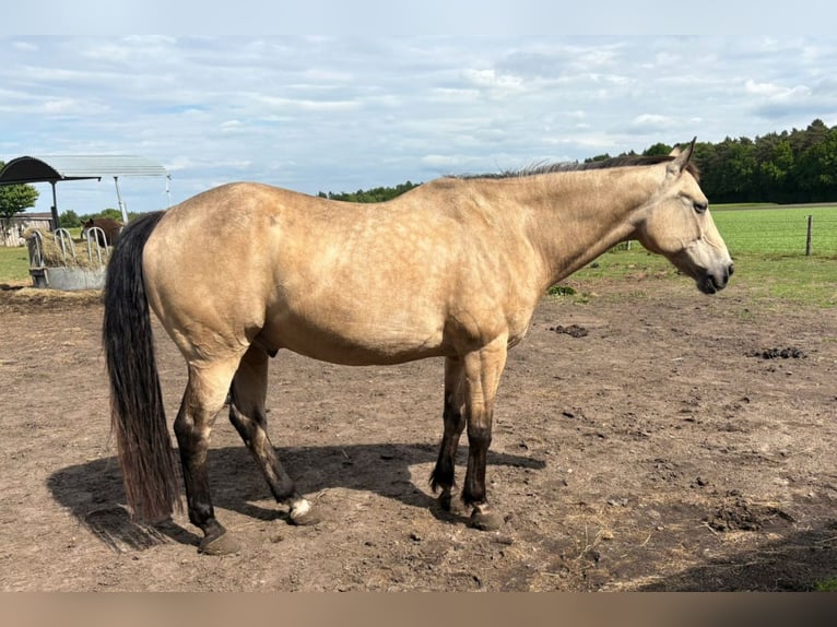 American Quarter Horse Wallach 19 Jahre 161 cm Buckskin in Harsefeld