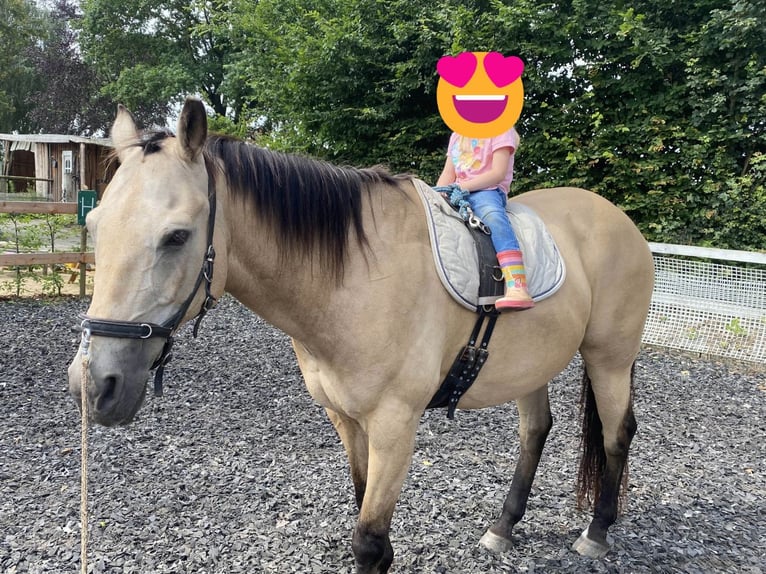 American Quarter Horse Wallach 19 Jahre 161 cm Buckskin in Harsefeld