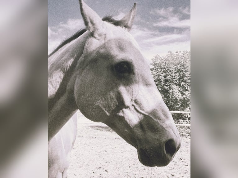 American Quarter Horse Wallach 19 Jahre 161 cm Buckskin in Harsefeld