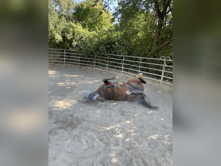 American Quarter Horse Wallach 19 Jahre 165 cm Brauner in Leobendorf