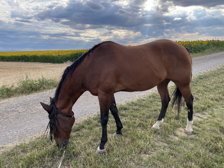 American Quarter Horse Wallach 19 Jahre 165 cm Brauner in Leobendorf
