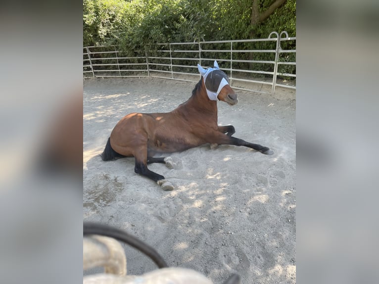 American Quarter Horse Wallach 19 Jahre 165 cm Brauner in Leobendorf