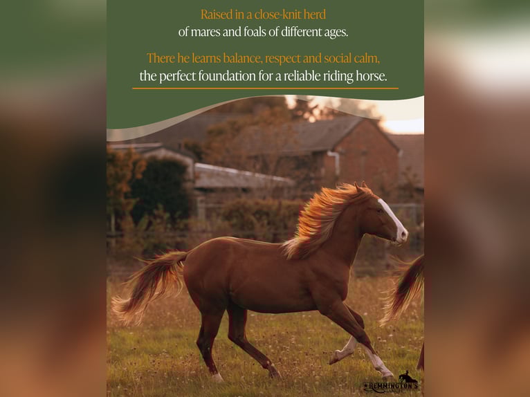 American Quarter Horse Wallach 1 Jahr 135 cm Fuchs in Arendonk