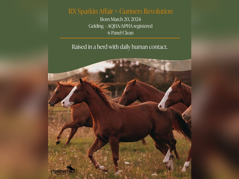 American Quarter Horse Wallach 1 Jahr 135 cm Fuchs in Arendonk