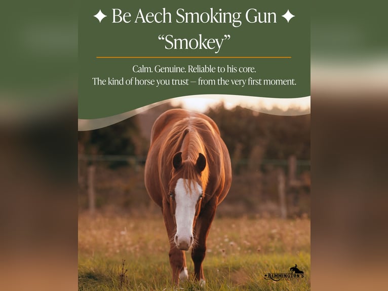 American Quarter Horse Wallach 1 Jahr 135 cm Fuchs in Arendonk