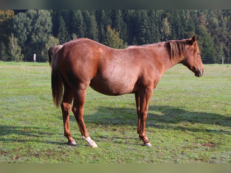 American Quarter Horse Wallach 1 Jahr 138 cm Rotschimmel in STÁRKOV