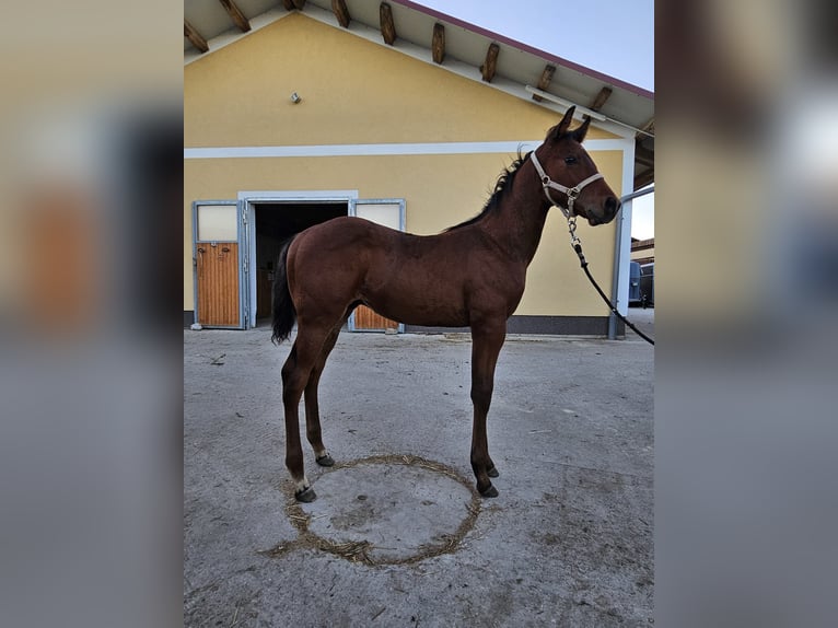 American Quarter Horse Wallach 1 Jahr 140 cm Fuchs in Aspach