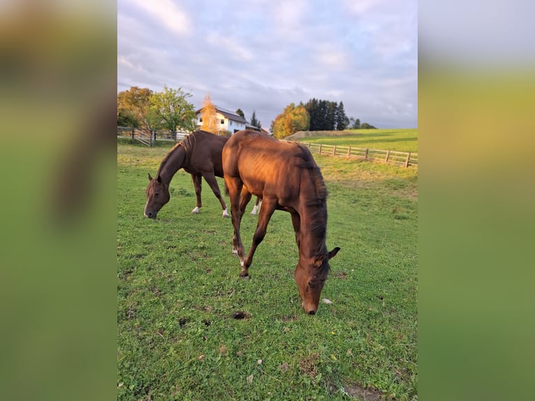 American Quarter Horse Wallach 1 Jahr 140 cm Fuchs in Aspach