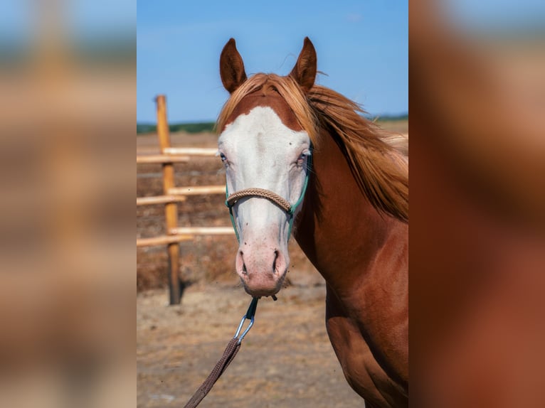 American Quarter Horse Mix Wallach 1 Jahr 140 cm Rotfuchs in Hajdúnánás