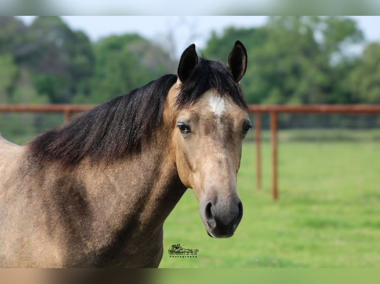 American Quarter Horse Wallach 1 Jahr 142 cm Buckskin in Canton, TX